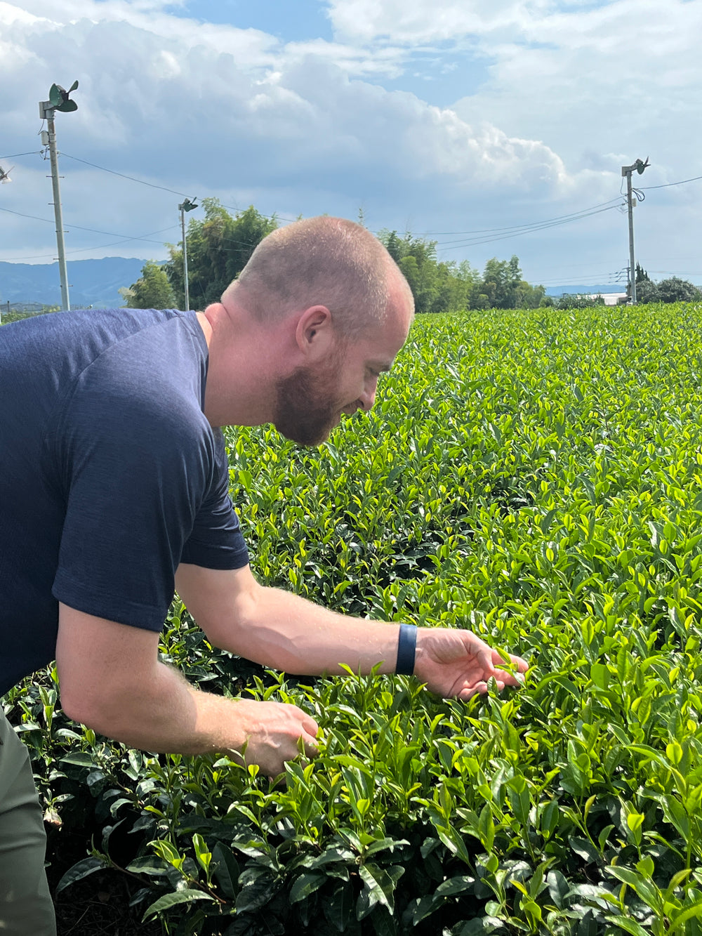 Inspecting tea plants in a tea field